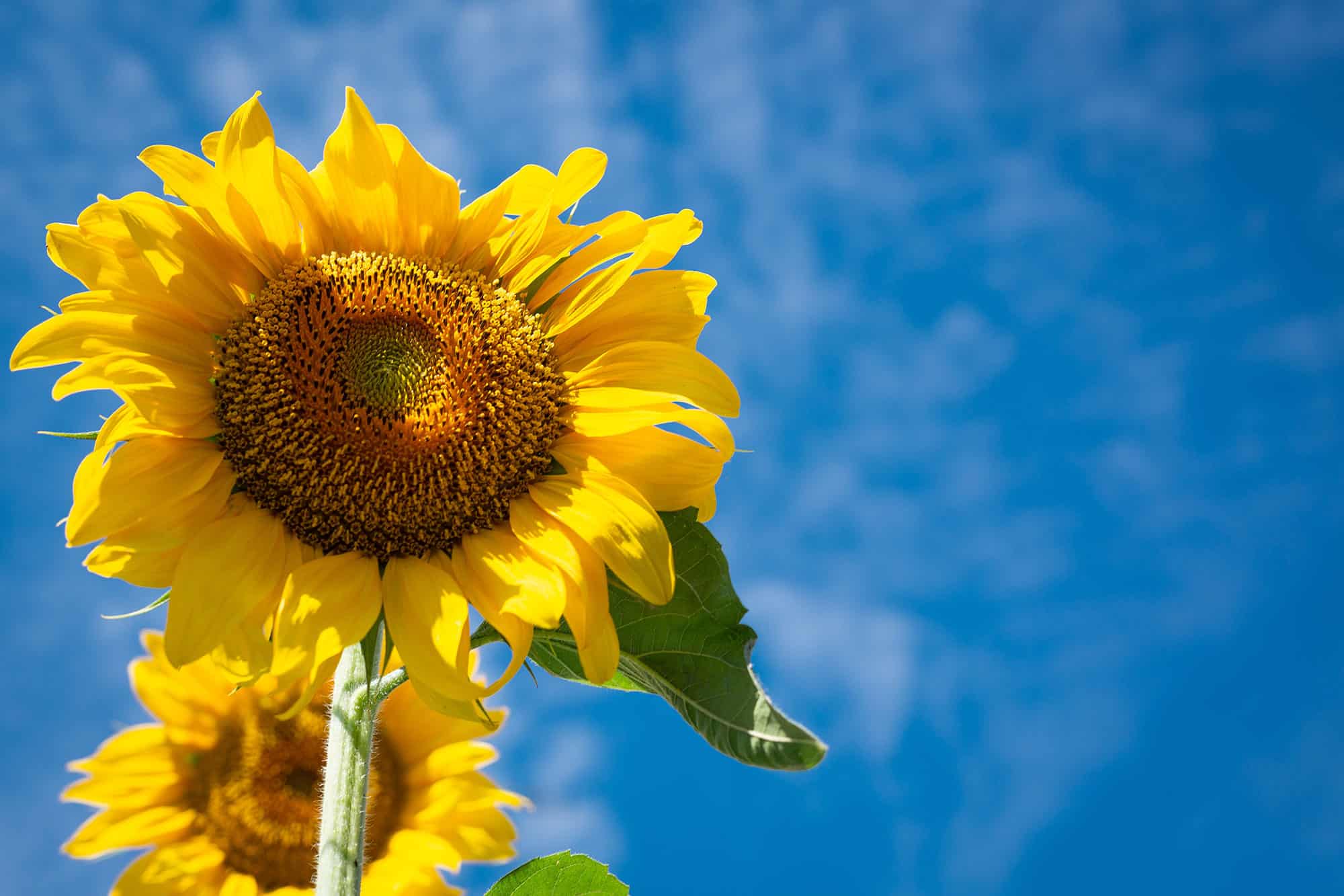 Easy Mortgage Renewals in Langley, Chilliwack, the Lower Mainland and all across BC